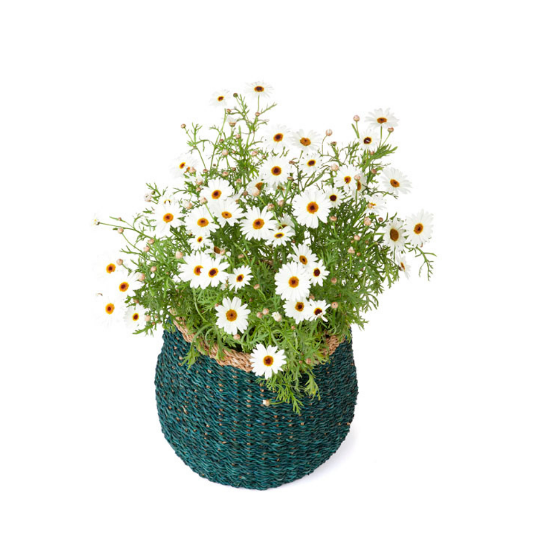 Ajni Blue Handmade 31 cm Natural Seagrass Storage Basket and Planter - Fab Habitat , Storage Baskets, 