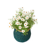Ajni Blue Handmade 31 cm Natural Seagrass Storage Basket and Planter - Fab Habitat , Storage Baskets, 